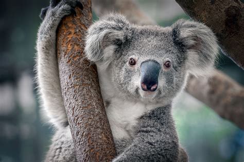 考拉是哪裏的動物